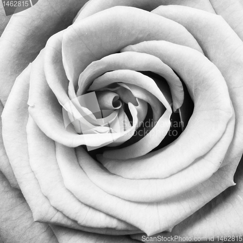 Image of white rose