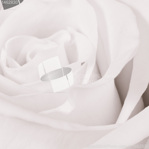 Image of white rose close up