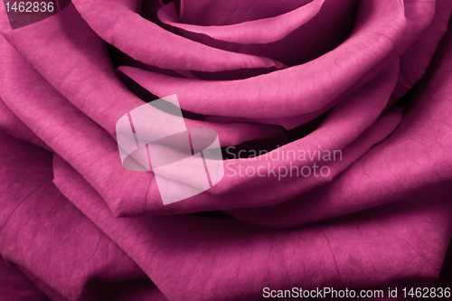 Image of pink rose