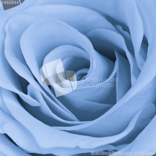 Image of blue rose close up