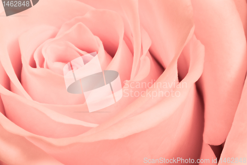 Image of pink rose close up