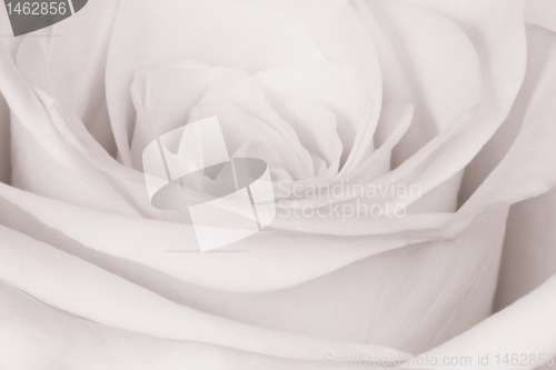Image of white rose close up