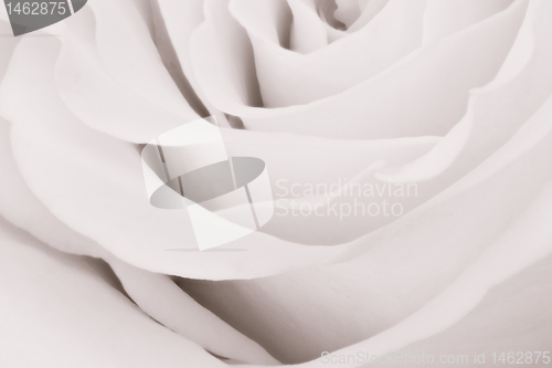 Image of white rose close up