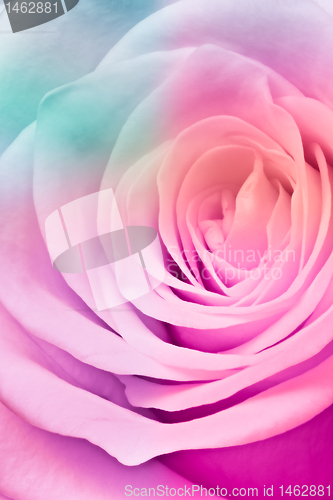 Image of multicolor rose