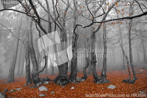 Image of misty forest