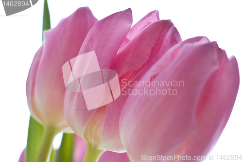 Image of pink tulips