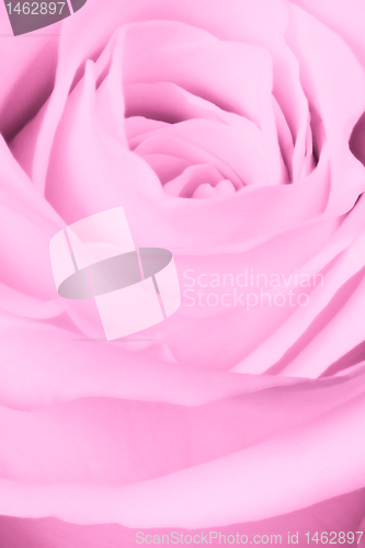 Image of pink rose close up