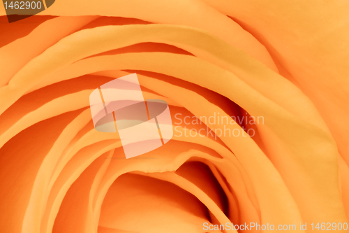 Image of orange rose close up