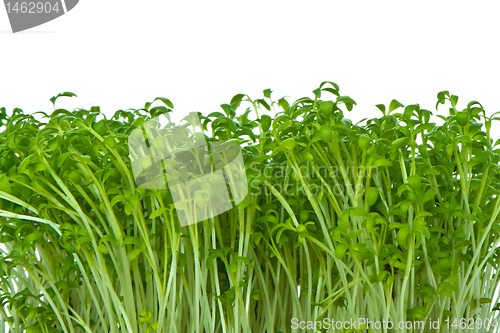 Image of cress isolated