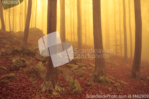 Image of misty forest