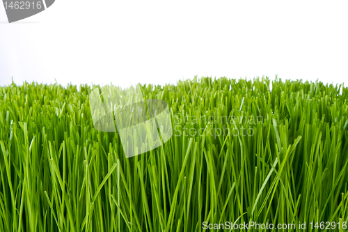 Image of green grass