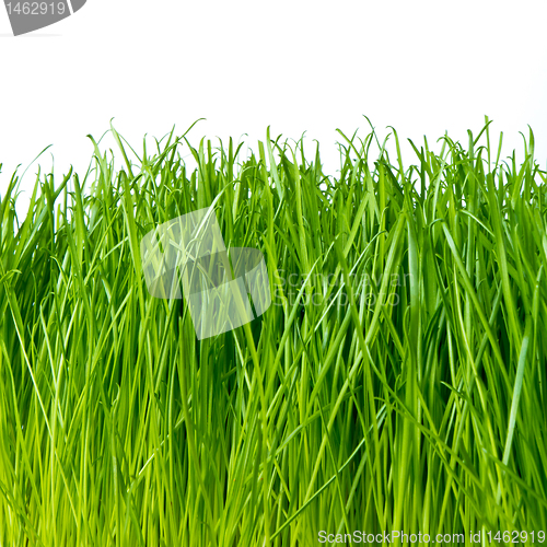 Image of green grass