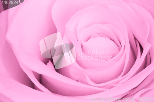 Image of pink rose close up