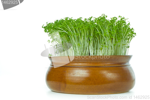 Image of cress isolated