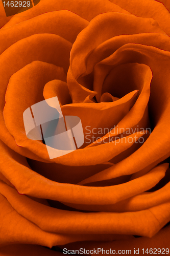 Image of orange rose