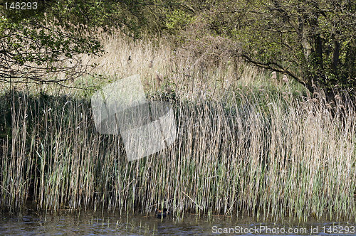 Image of grasses in water