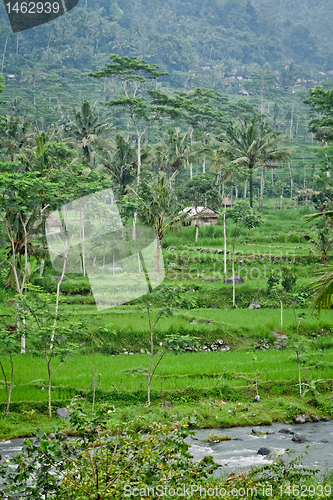 Image of rice fields in Bali, Indonesia