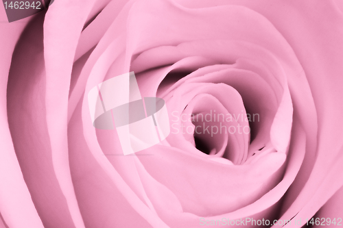 Image of pink rose close up