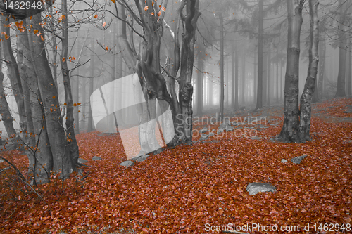 Image of misty forest