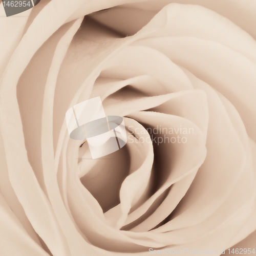 Image of white rose close up