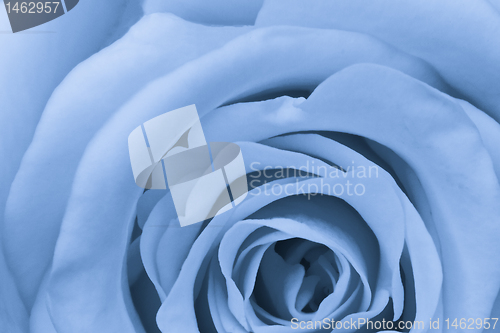 Image of blue rose close up