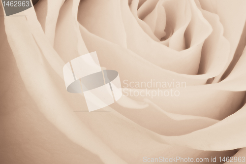 Image of white rose close up
