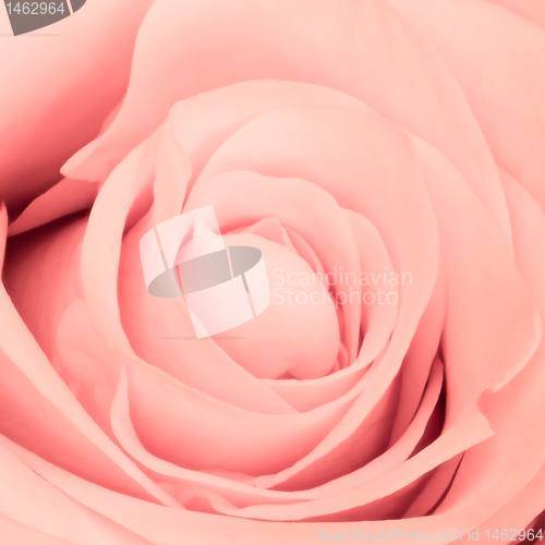 Image of pink rose close up
