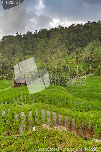 Image of rice fields in Bali, Indonesia