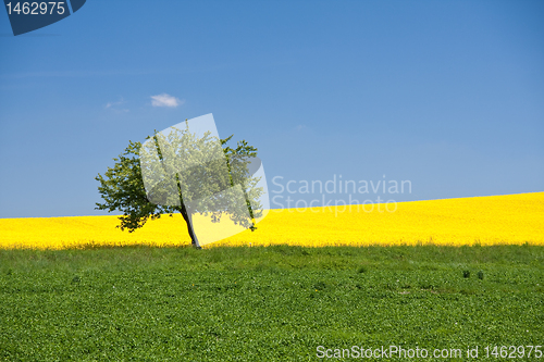 Image of rape field