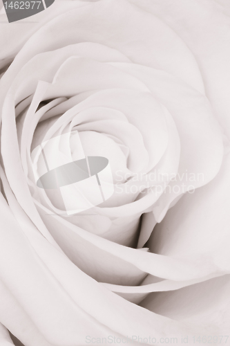 Image of white rose close up