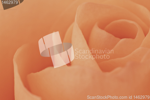 Image of orange rose macro