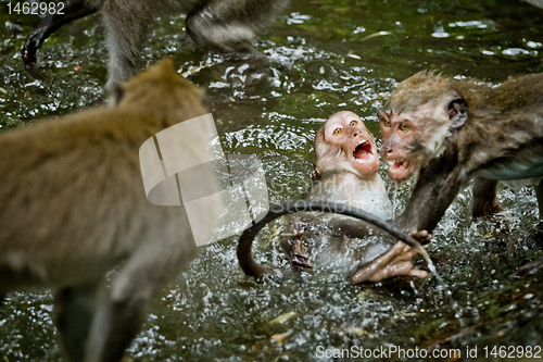 Image of Monkey (Macaca fascicularis)