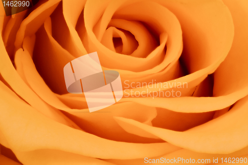 Image of orange rose close up