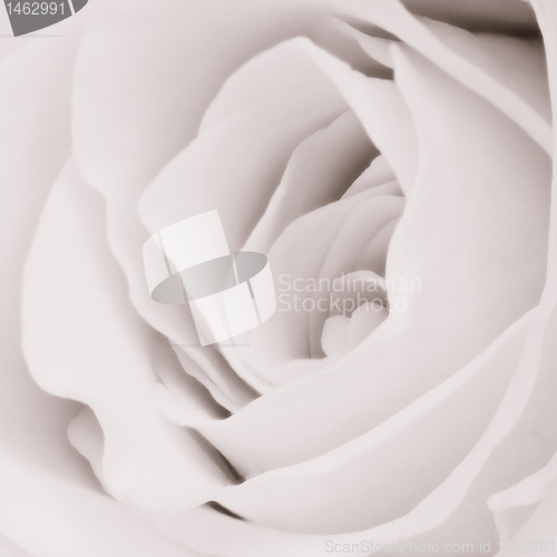 Image of white rose close up