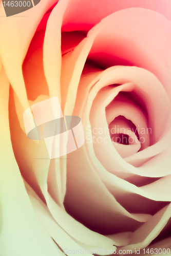 Image of multicolor rose