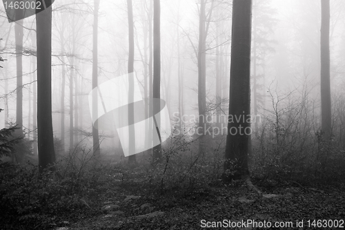 Image of misty forest