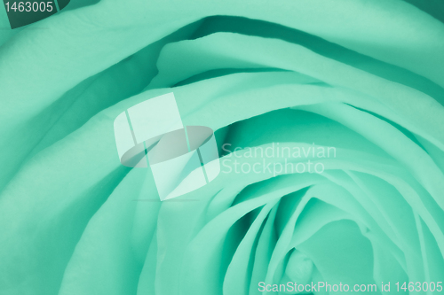 Image of green rose close up