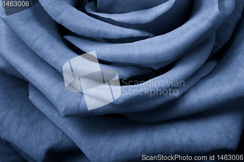 Image of blue rose