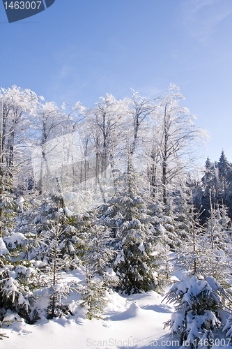 Image of fresh snow in the mountains