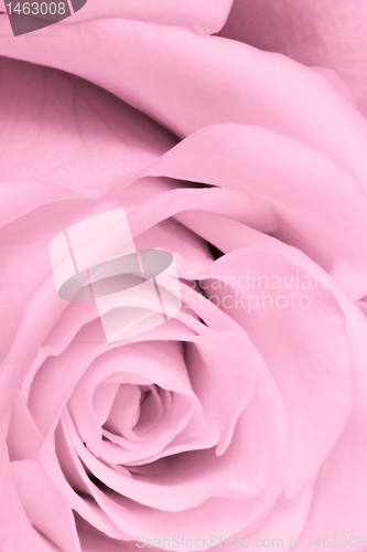 Image of pink rose close up