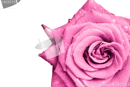 Image of pink rose