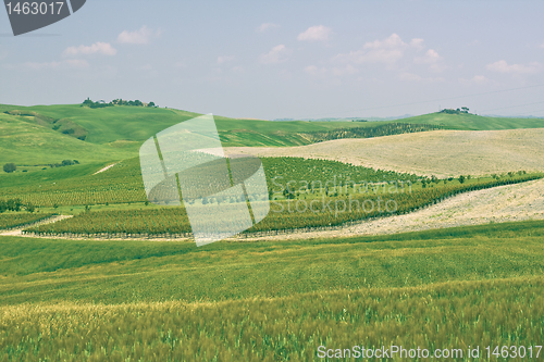 Image of Typical Tuscan landscape