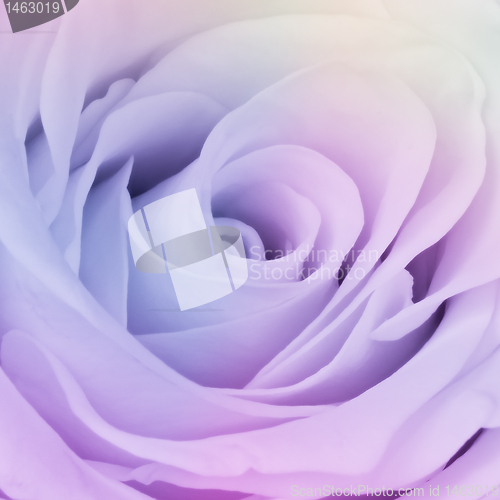 Image of multicolor rose