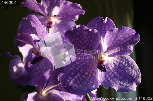 Image of Vanda orchid
