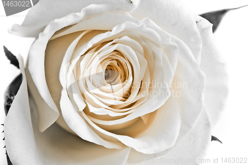 Image of white rose petals