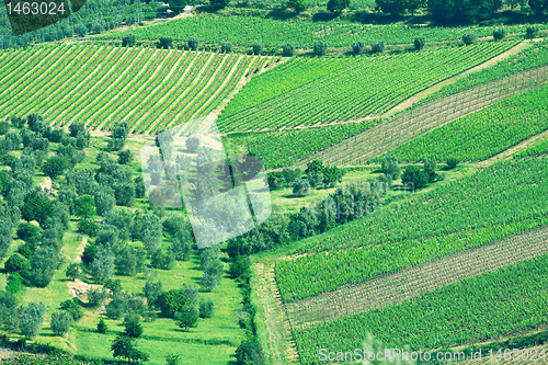 Image of Typical Tuscan landscape