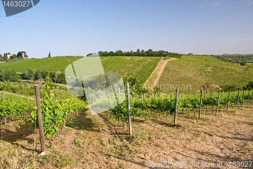 Image of Typical Tuscan landscape