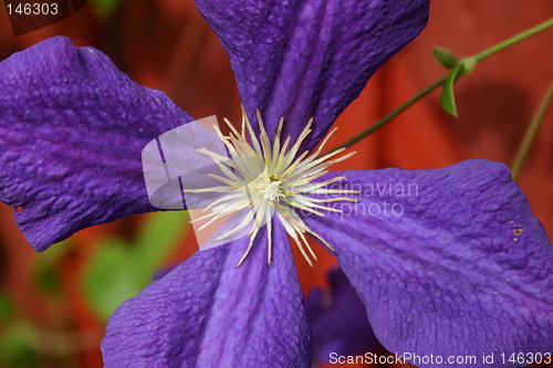 Image of clematis close up