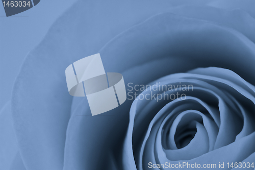 Image of blue rose macro