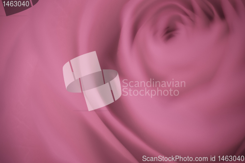 Image of pink rose macro